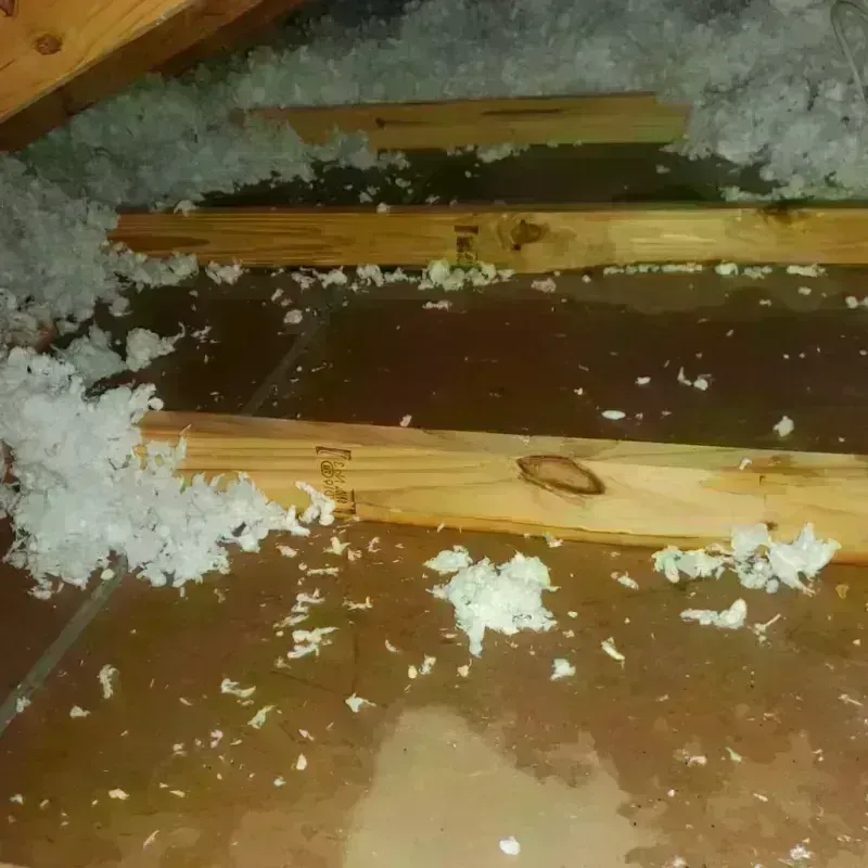 Attic Water Damage in Cut Off, LA